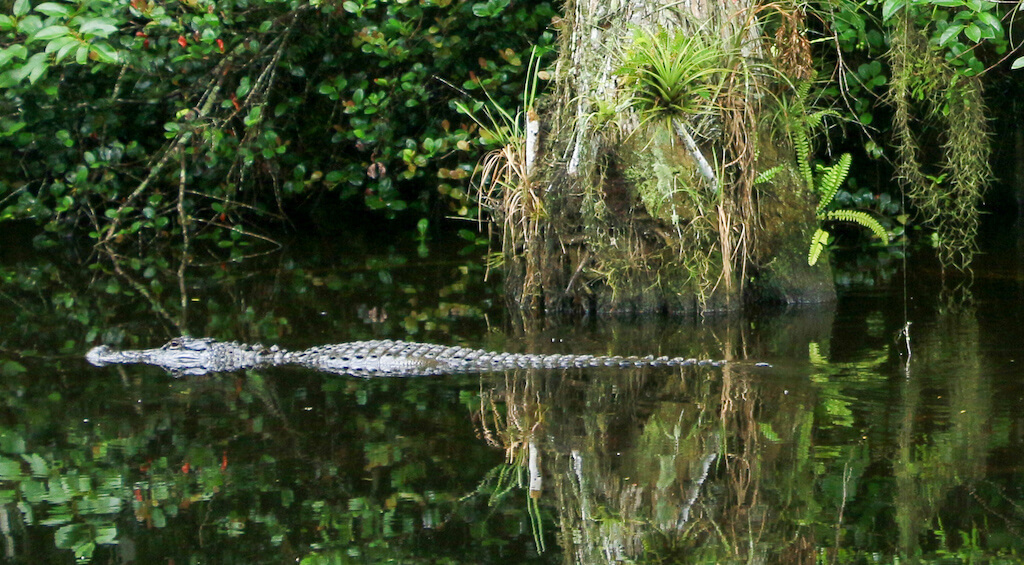 Parque Nacional Everglades para la Vida Silvestre