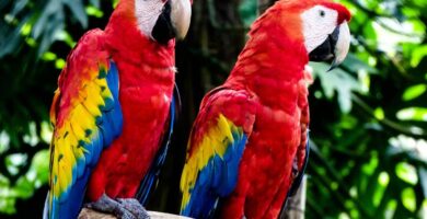 lugares para ser voluntario con vida silvestre en peligro de extinción en Costa Rica