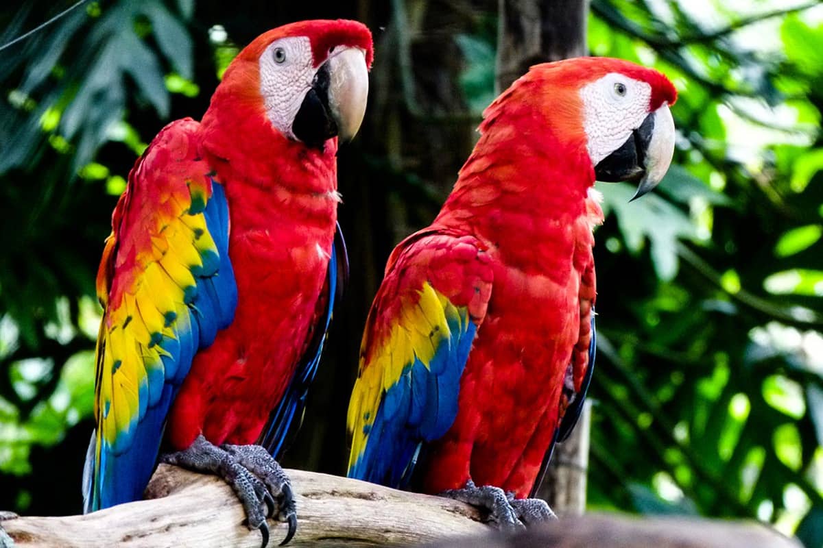 5 lugares para ser voluntario con vida silvestre en peligro de extinción en Costa Rica