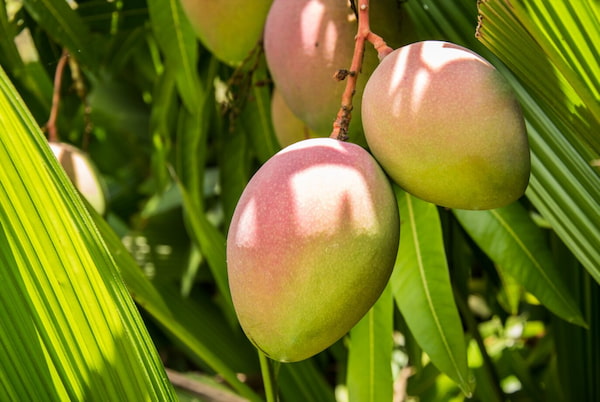 mango 2-frutas costa rica
