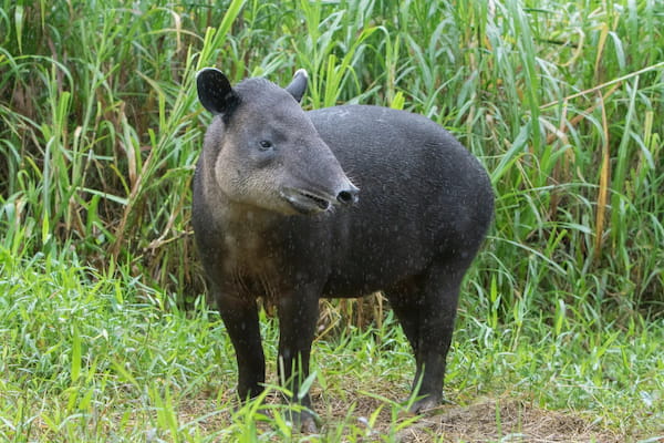 observa a los tapires salvajes Razones para visitar Las Cataratas del Iguazú 5