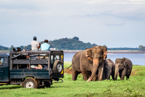 safari lo que deber saber para viajar a Sri Lanka 2