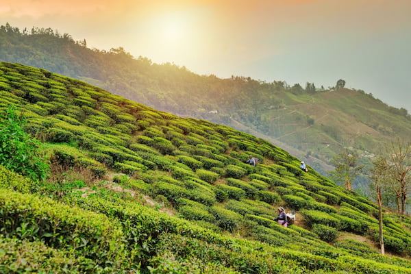 se toma el té muy en serio datos fascinantes sobre Darjeeling 3