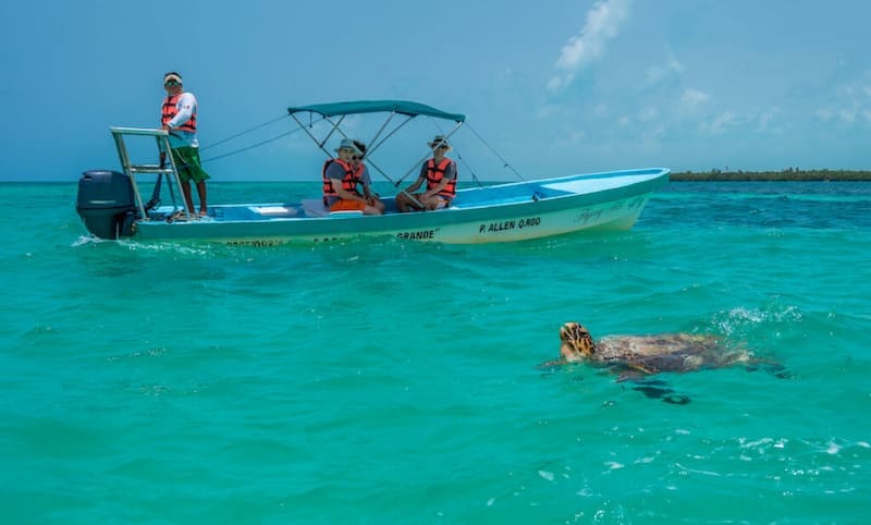 tortugas marinas en su hábitat natural-Visitar tulum en la riviera maya